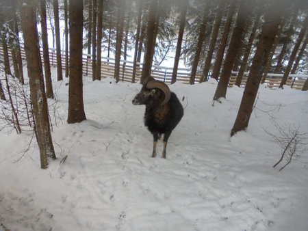 Winter scenery from game enclosure: male musmon covered by dark thick fur overseeing its territory covered by white layer of snow during a cold dayの写真素材