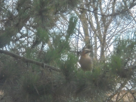 Noisy natural scene: jay bird sitting on a green branch of a pine tree surrounded by long dark green needles, with another tree in the backgroundの写真素材
