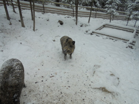 Winter scene with a wild boar facing camera in Czech game enclosure covered by snow and surrounded by a wooden beam fenceの写真素材