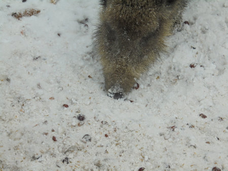 Close up image: head of a wildboar using its snout to dig in the snow to search for food during a cold winter dayの写真素材