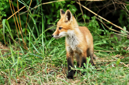 Cute baby red fox explores the brush near the nest.