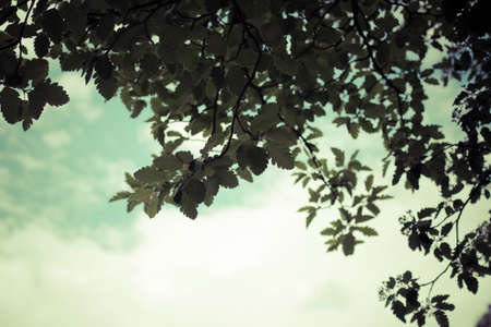 Soothing nature scenery - green leaves with summer skyの写真素材