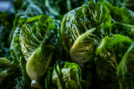 Healthy green leafy Chinese cabbage shot with side lighting, selective focus and blurred background