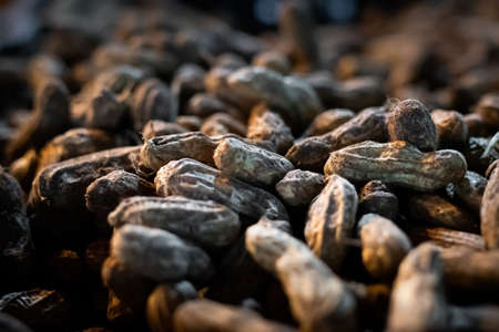 Abundance of newly harvested raw ground nut with shell spread out under side lighting and blurred backgroundの写真素材