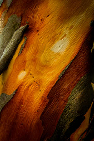 Nice orange toned tree bark of Rainbow Eucalyptus in a shadowy ambient lightingの写真素材