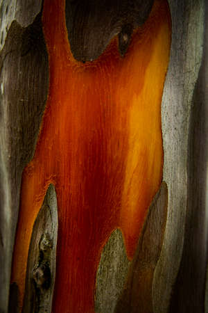 Nice orange toned tree bark of Rainbow Eucalyptus in a shadowy ambient lightingの写真素材