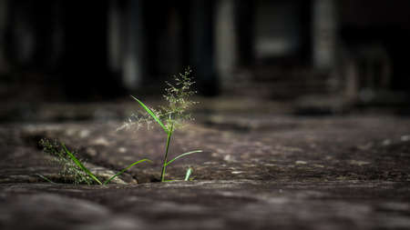Tiny cute green grass grow from the gap of stones used to build the floor of Angkor Wat at Siam Reapの写真素材