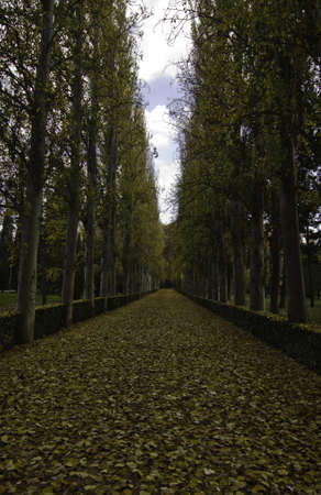 Beautiful lane with tall trees on both sides of the pathway in autumn, leading to a colorful and symmetrical compositionの写真素材