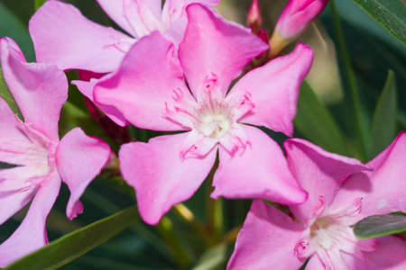 Nerium Oleander Punctatum flowers on green