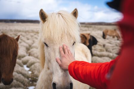 Peaceful moment between horse and manの写真素材