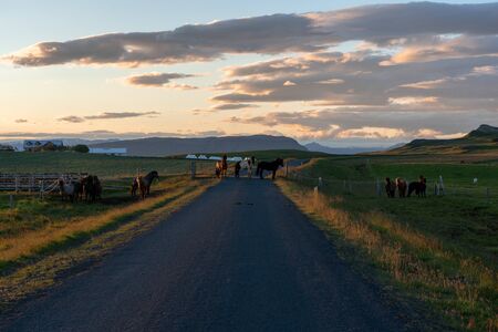Horses on the farm road in Icelandの写真素材