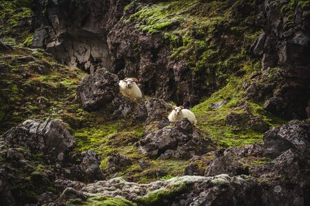 Sheep on a moss field in Icelandic Highlands August 2018の写真素材