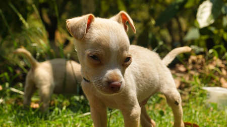 white chihuahua puppy playing on the grassの写真素材