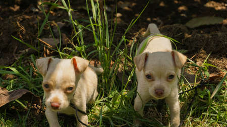 white chihuahua puppies playing on the grassの写真素材