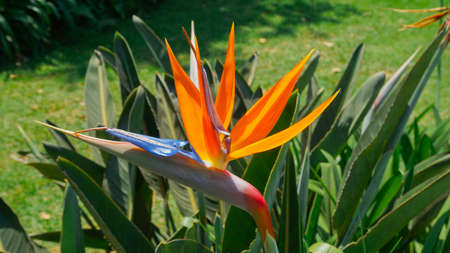 flower caught at the moment it is openedの写真素材