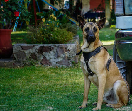 Belgian shepherd dog brown colorの写真素材
