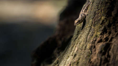 brown lizard on a dry trunkの写真素材