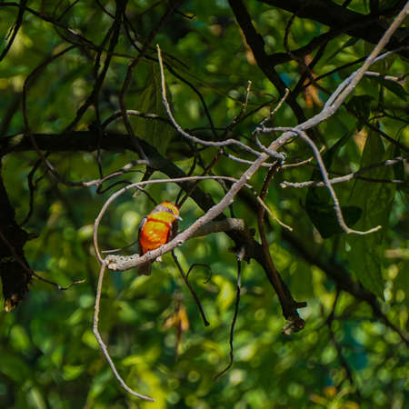 small bird of red color on branchesの写真素材