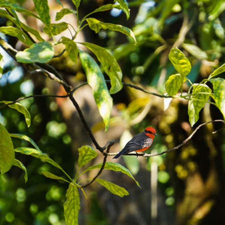 small bird of red color on branchesの写真素材