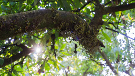ray of light through the leaves of the treesの写真素材