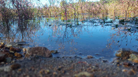 Shore of a lake with blue water and reflecting the plantsの写真素材