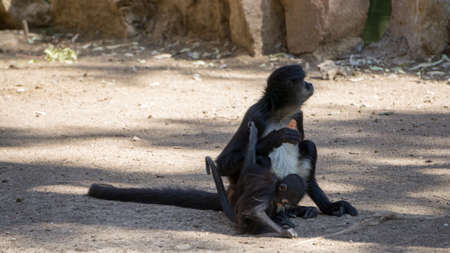 little black monkeys eating carrot under the shade of a treeの写真素材