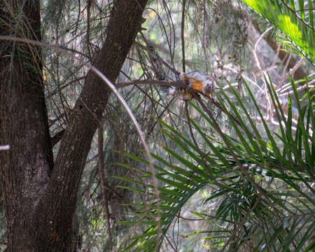 squirrel with orange breast climbed on the branches of a treeの写真素材
