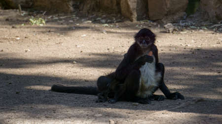 little black monkeys eating carrot under the shade of a treeの写真素材