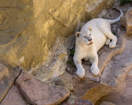 white tiger resting on some rocks looking at the cameraの写真素材