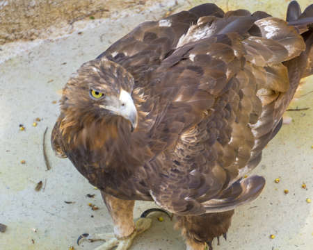 golden eagle standing on a small puddle to drink waterの写真素材