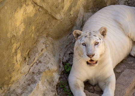 white tiger resting on some rocks looking at the cameraの写真素材