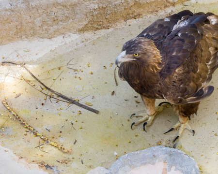 golden eagle standing on a small puddle to drink waterの写真素材