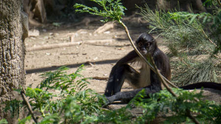 very relaxed black monkey sitting by the grass looking at the camera