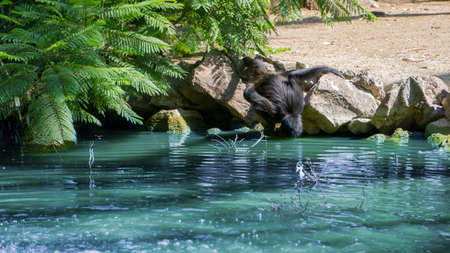 black monkey drinking water directly from a blue lakeの写真素材