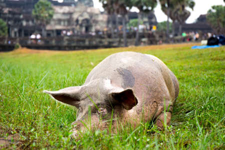 A Happy Pig Wallows in Front of Angkor Watの写真素材