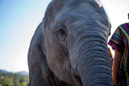 A Baby Elephant at a Rescue Sanctuaryの写真素材