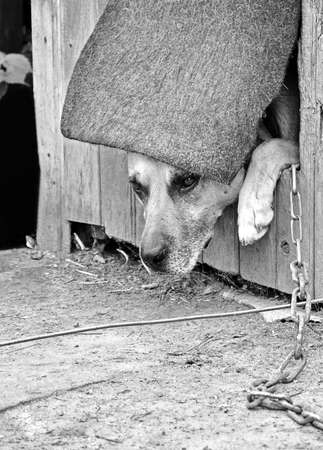 Sad dog looks out from his doghouseの写真素材