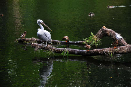 ducks and pelicans on the lake with a beautiful reflectionの写真素材