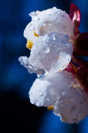 Macro photography apricot blossom in dew on a dark backgroundの写真素材