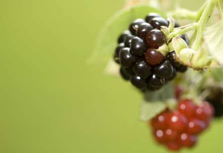 Blackberry fruit on the vine under various stages of development. Taken with a Canon 5D and 100mm...
