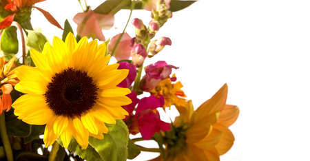 Spring Flower Bouqet Border focussing on sunflower.の写真素材