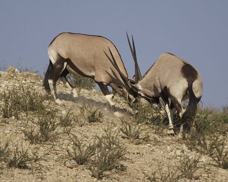 Oryx battleの写真素材