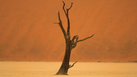 Dead Acacia tree  sossusvle, namibiaの写真素材