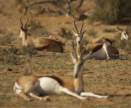 Springbok lying in dry riverbedの写真素材