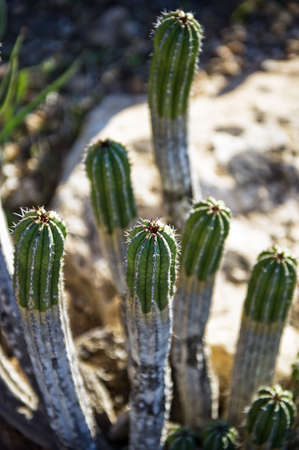High angle detail of the succulent stems of a spiny cactus jutting up out of arid earthの写真素材