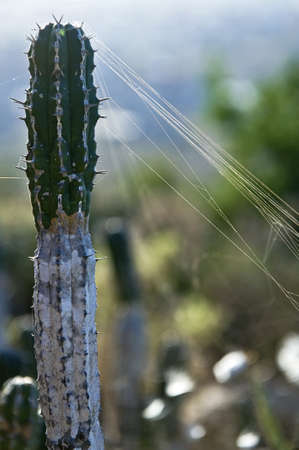 Delicate silky spider webs caught in the sunlight shining on a tall thin spiny cactus growing outdoorsの写真素材