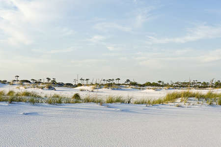 Beautiful beach with sunlight in summer trees grass and duneの写真素材