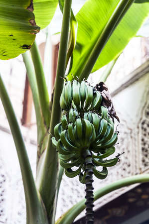 Bunch of small green unripe bananas growing in a tree hanging down on their long stalk in front of a building, shallow dofの写真素材