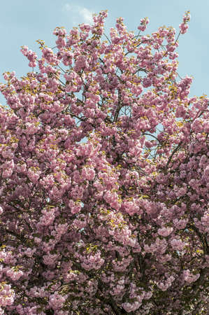 Pink flowers on a tree and blue skyの写真素材
