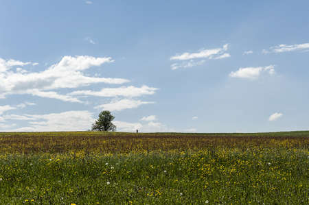 Meadow with flowers and a tree の写真素材